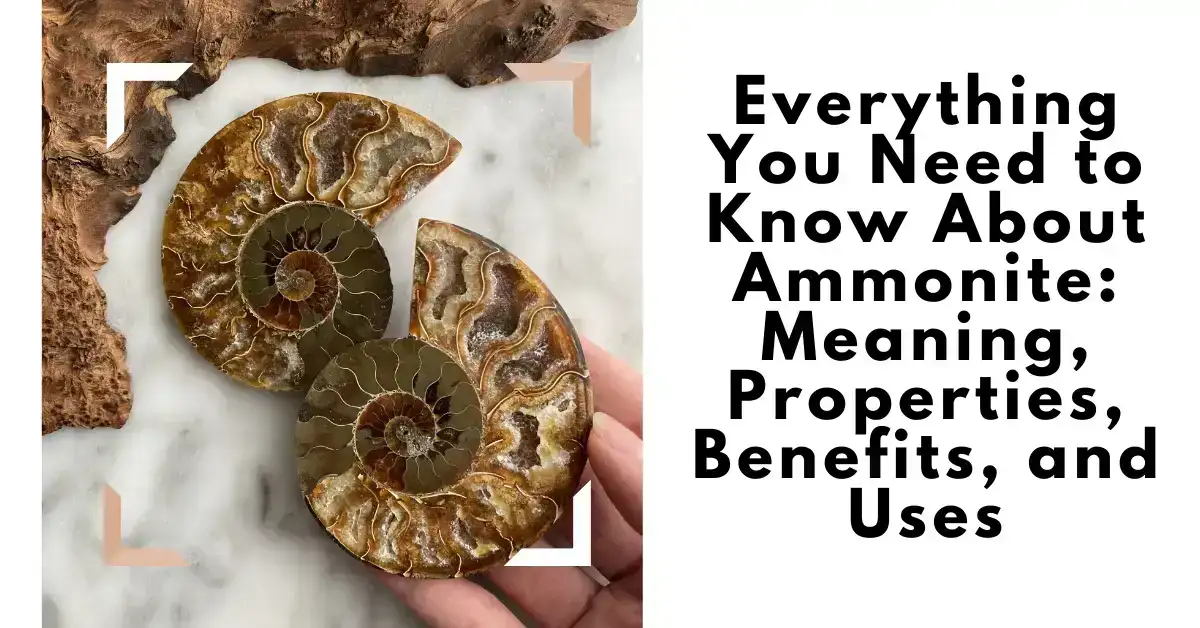 Ammonite Fossils